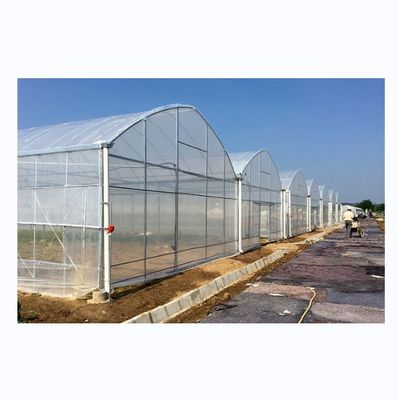 Shine Tech θερμοκηπίων λύση κλειδί για την υδροπονική γεωργικής ντομάτας