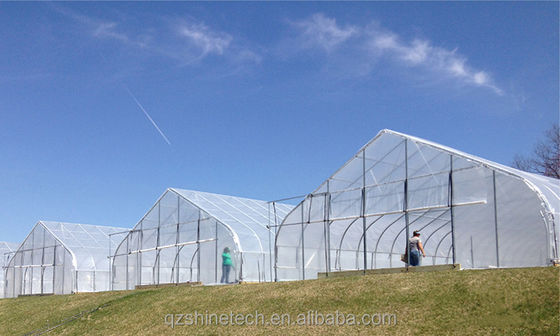 6-10m πλάτος Ζυγισμένο χάλυβα πλαίσιο Single Span PE Φιλμικό θερμοκήπιο για ντομάτες