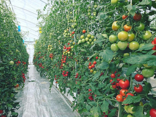 150/200micro Φύλλα υψηλής σήραγγας Γεωργικό θερμοκήπιο για υδροπονική καλλιέργεια ντομάτας