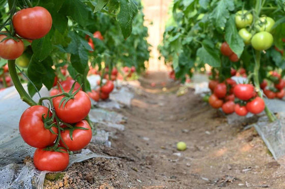 Εύκολη συναρμολόγηση Μικρό παθητικό ηλιακό θερμοκήπιο για μικρής κλίμακας βιώσιμη γεωργία