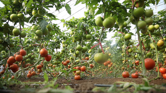 Φωτοειδές γεωργικό θερμοκήπιο με ενιαίο μήκος για υδροπονική καλλιέργεια καλλιεργειών