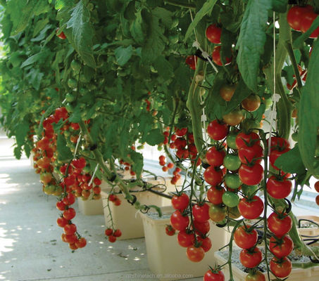 30*25*23cm Dutch Bucket Complete Hydroponic Growing System για τομάτα Αγγούρι Πεπίρι